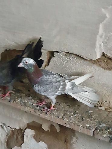 Quşlar: Hündür ayaq 19 tük erkək mor çil, 16 tük maya.Cüt deyillər, qiymət — 2