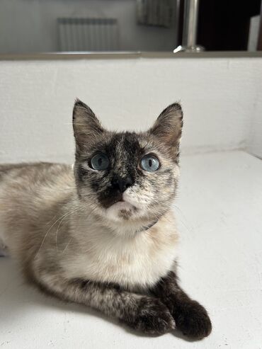 голубая сибирская кошка: Кошка в добрые руки Меня зовут Марфа, мяу. Я добрая, нежная, ласковая