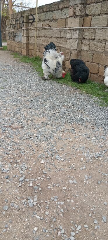 Toyuqlar: Brahma toyuqları – yumurtacı və ətlik iri cins 3 toyug 1 xoruz 280 m — 12