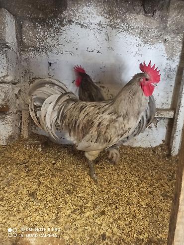 bakida at bazari: Toyuq, Australorp, Damazlıq, Ünvandan götürmə, Ödənişli çatdırılma — 6