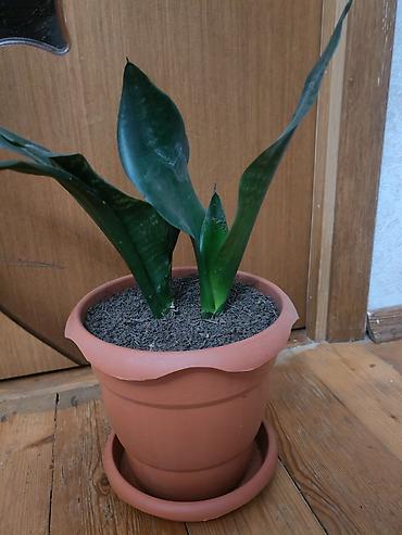 kok: Sansevieria gülü - Növ: Sansevieria trifasciata (Qaynanadili) - — 1