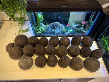 dekorativ heyvanlar: OXUYUN👇⏬ Akvariumunuza bəzək qatacaq Təbii Kokos qabıgı 🥥, (gildən