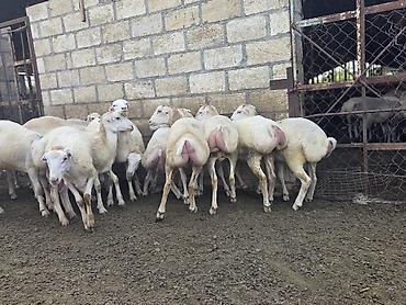 ordek yumurtası satışı: Dişi, il: 1, 500 kq, Damazlıq, Ödənişli çatdırılma — 4