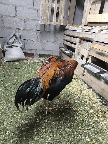 Куры, петухи: Продаю | Петух | Дакан | Для разведения, Для боев — 8