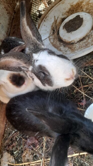 товары для животных: Кролики 3 самки один самец окончательно 5 тыс. за всех