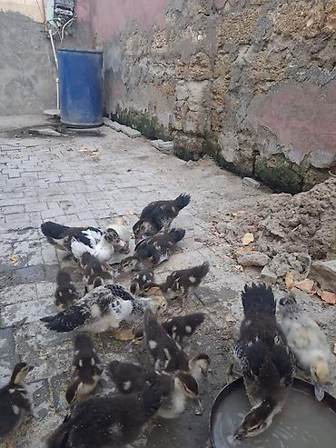 hindusqa balasi: Məhsul: Hind ördəyi cücələri (Muskovy ducklings) Təsvir: - Şəkildə — 1