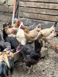 где можно купить собаку мальтипу: Yumurtlayan damazliq 1 illik super toyuqlar. oz heyetimizde saxlanilib lalafo.az -da где можно купить собаку мальтипу: Yumurtlayan damazliq 1 illik super toyuqlar. oz heyetimizde saxlanilib