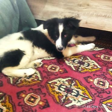 Отдам даром собаку: Собака даром: 5 месяцев, Самец, С прививкой — 5