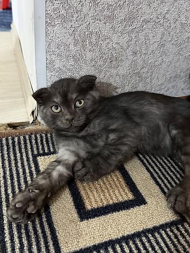 кошку в добрые руки: Кошка даром: Скотиш Фолд (Шотландская вислоухая), 3 месяца, Девочка, Приучена к лотку — 2