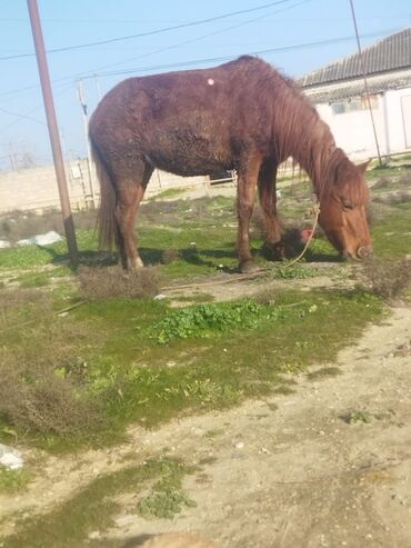 tap.az heyvanlar xacmaz: Dişi, Qarabag, il: 6, Ödənişli çatdırılma, Ünvandan götürmə