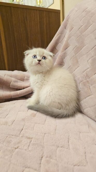 Pişiklər: Cins Paroda pişikləri. Şotland, Britan, Pers. Rəngləri də cür bə cür -da lalafo.az — 11 Pişiklər: Cins Paroda pişikləri. Şotland, Britan, Pers. Rəngləri də cür bə cür — 11