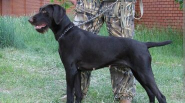 охотничий собака дратхар: Продаётся щенок немецкой пароды дратхар 1.5 мец мальчик черного света