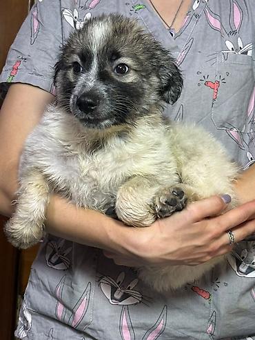 бравекто для собак: 🐾 ВНИМАНИЕ! В БИШКЕКЕ ОРУДУЕТ ЩЕНЯЧЬЯ БАНДА! Группа «Зоозащита — 2