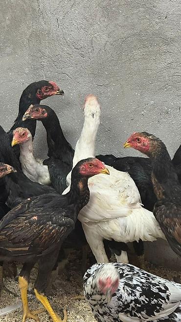 С/х животные и товары: Продаю | Цыплята | Бойцовая | Для разведения — 7