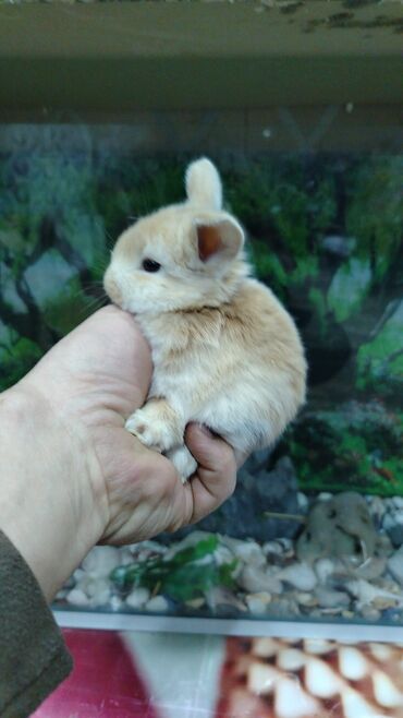 Dovşanlar: Karlik dovsan lar var satisda Vatsapda aktivdi Dovsan ayit Qefes de — 9