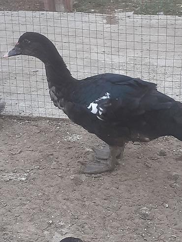 sabuncu toyuq bazari 2022: Erkek ordekler 30 man . aglar (pekin) biri 8 man. diri cekileri 1kg — 2