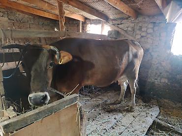ало тоо: Продаю | Корова (самка) | Для молока | Привязанные — 1