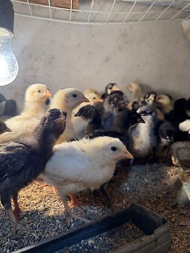 Птицы: Продаю цыплят — 7