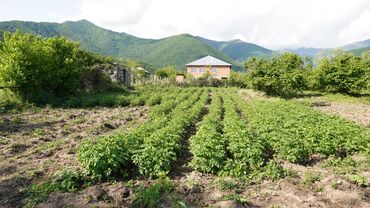 obyekt üçün torpaq: 12 sot, Tikinti, Barter mümkündür, Kupça (Çıxarış)