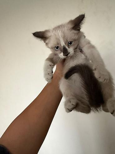 кошка породистые: Кошка даром: Сиамская, 2 месяца, Девочка, Приучена к лотку, Проглистована — 2