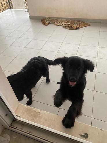 İtlər: 5 ay, Dişi — 4