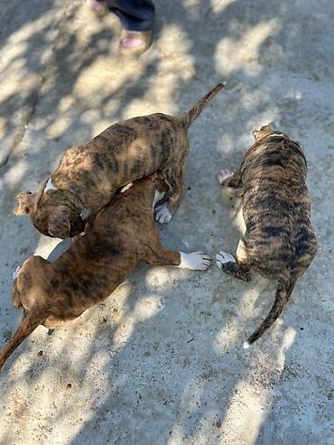 ev heyvan: Pitbul — 6