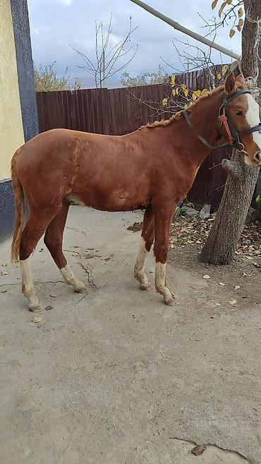 Лошади, кони: Продаю | Жеребенок | Дончак | Рабочий — 8