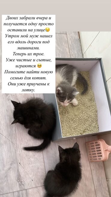 сфинкс купить бишкек: Отдам в добрые руки . Чистые шустрые . 2 девочка и 1 мальчик. В