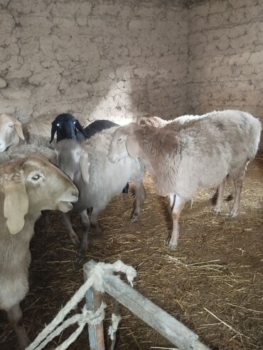Другие животные: Козу кочкор сатылат 8 баш 7.8.Айлыктар Крук 19минден жакшы куйрукту — 9