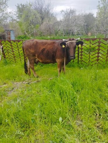 породистые коровы в бишкеке: Продаю | Корова (самка) | Алатауская | Стельные