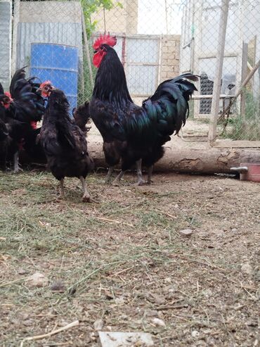 Atlar: Toyuq, Australorp, Damazlıq