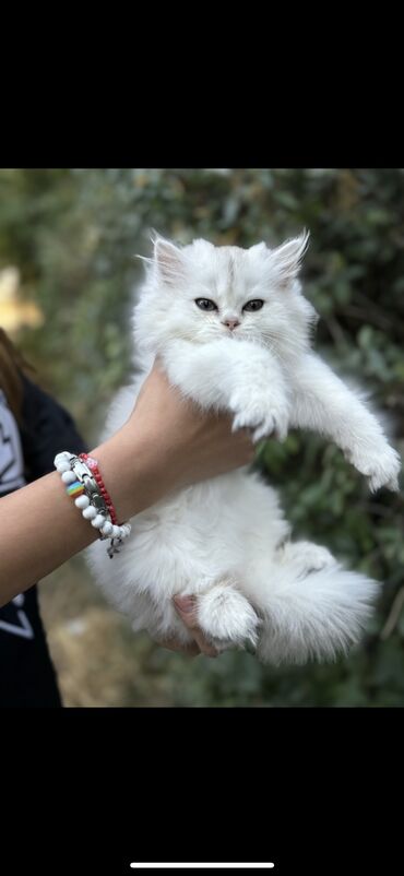 Продажа кошек: Скотиш Фолд (Шотландская вислоухая), 2 месяца, Девочка at lalafo.kg — 7 Продажа кошек: Скотиш Фолд (Шотландская вислоухая), 2 месяца, Девочка — 7