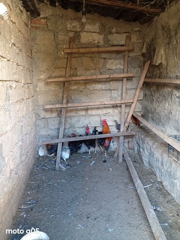 Toyuqlar: Salam. Toyoq. Xoruz. satlır. Ünvan. Şüvələn. qiymət. toyoq. 13 — 8