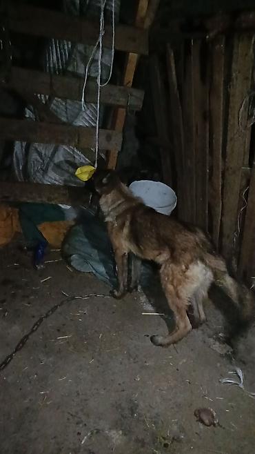 коротколапая кошка: Продам бельгийский овчарка собака девочка — 1