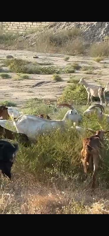 sane keci: Agribal alpin ober(H) sanen 3 ed ana oberhas 6 ed sanen 1 ed ana heleb — 7