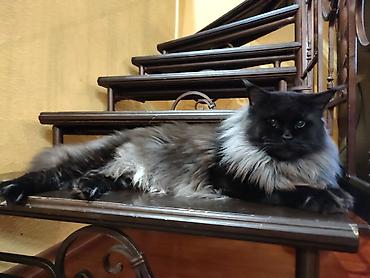 Продажа кошек: Мейн-кун, 2 месяца, Девочка, Черепаховый, Приучена к лотку, Проглистована, С документами at lalafo.kg — 9 Продажа кошек: Мейн-кун, 2 месяца, Девочка, Черепаховый, Приучена к лотку, Проглистована, С документами — 9