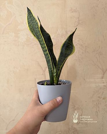 ког: 🌿 САНСЕВИЕРИЯ Стильное и неприхотливое комнатное растение, которое — 4