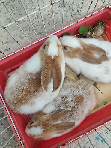 evdə ilbiz: Ev dovşanları, çatdırılma var Təsvir: - Rəng: ağ-qəhvəyi ləkəli — 5