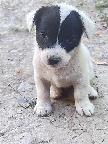 домашные животные: Кучукторго уй керек🐶Бишкек — 3