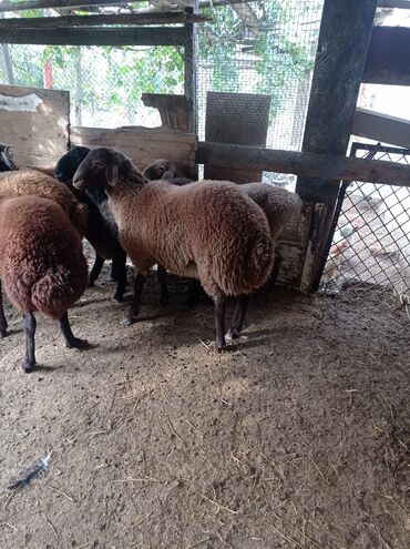 Qoyunlar, qoçlar: Erkək, Qala, il: 1, 75 kq, Damazlıq, Ünvandan götürmə -da lalafo.az — 11 Qoyunlar, qoçlar: Erkək, Qala, il: 1, 75 kq, Damazlıq, Ünvandan götürmə — 11