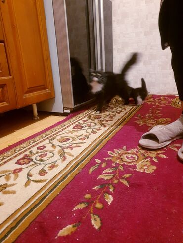 Pişiklər: Məhsul: Ev pişiyi və balası Təsvir: - Şəkillərdə iki pişik görünür — 5