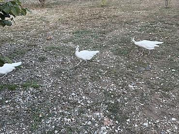 qus nomreleri: Tovuzquşu balaları - Ağcabədi rayonunda yerləşir. - cütü 150 azndir — 6