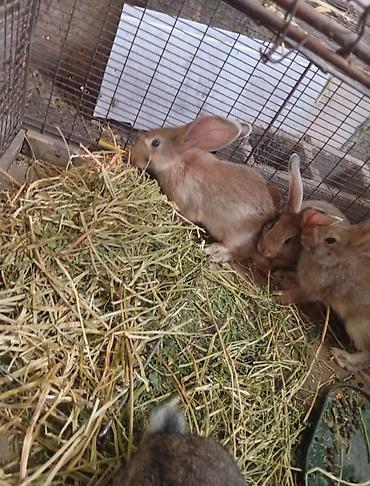 собака щенки: Продаю | Крольчата | Для разведения — 3