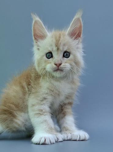 продаю чихуахуа: 🐾 ЭКСКЛЮЗИВНЫЙ КОТЁНОК МЕЙН-КУН ПОЛИДАКТ 🐾 Предлагается к продаже — 3