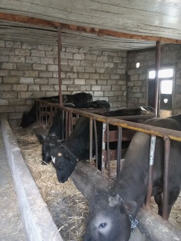 mal bazarı: Dana, buzov, Erkək, Holsteyn, Simental, ay: 1, Ünvandan götürmə