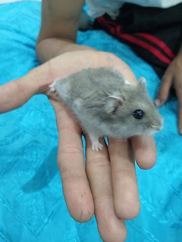 Cırtdan hamsterlər və tam dəst qəfəs Məhsul təsviri: - Növ: cırtdan at lalafo.az — 2 Cırtdan hamsterlər və tam dəst qəfəs Məhsul təsviri: - Növ: cırtdan — 2