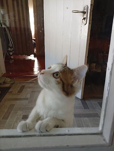 Отдам даром кошку: Домашняя кошка с пушистым хвостом - Окрас: бело-табби (белая грудь и — 6