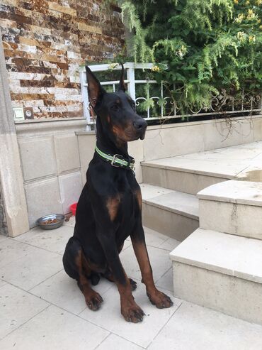 heyvan satışı: Doberman, 10 ay, Erkek, Peyvəndli, Ünvandan götürmə, Pulsuz çatdırılma, Rayonlara çatdırılma