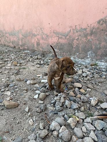 İtlər: Pitbul, 1 ay — 3
