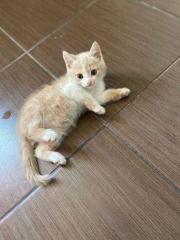 кошка с разными глазами: 2 месяца, Мальчик, Рыжий, Метис, Приучена к лотку